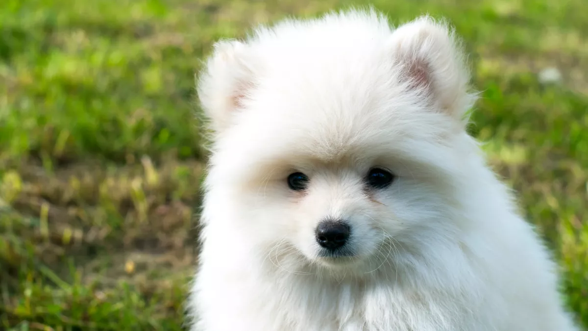 Pomsky blanc : tout savoir sur cette race de chien