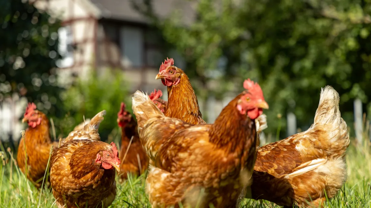 Poule rousse : tout savoir sur cette poule domestique