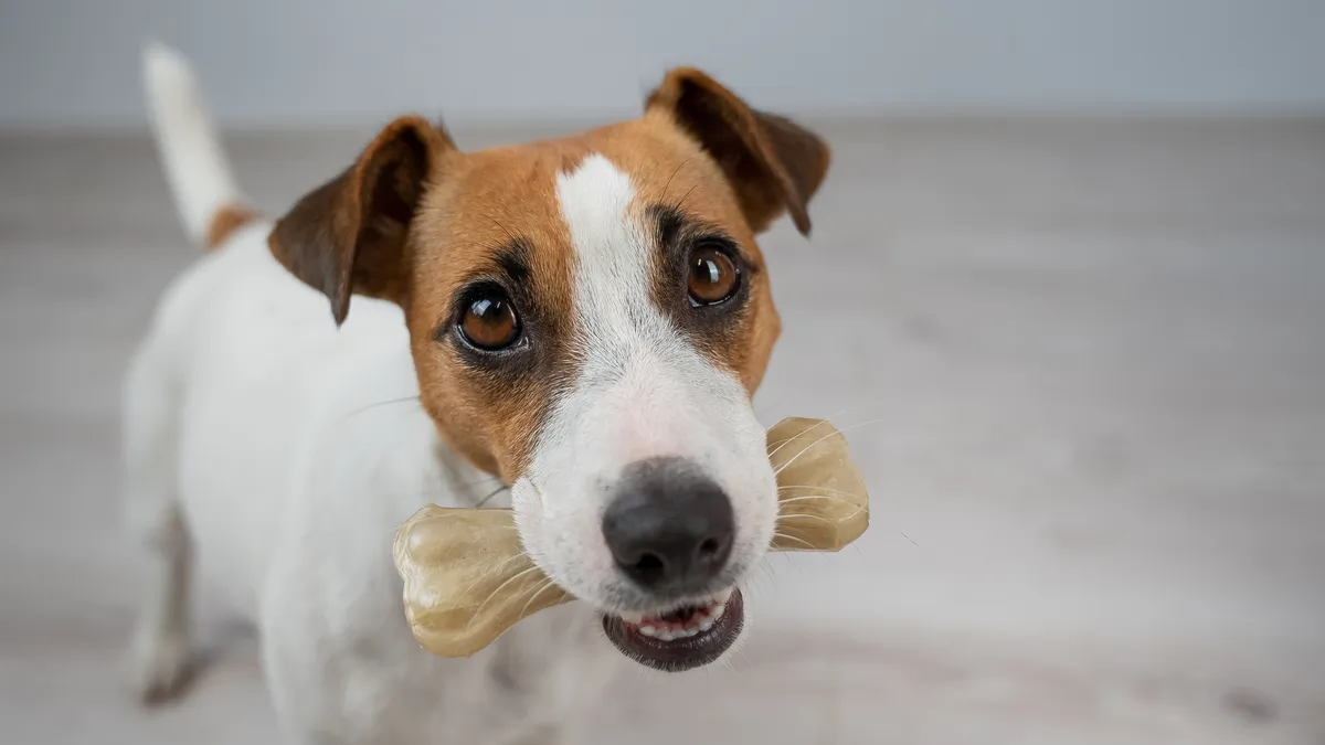 Un chien est-il obligé de manger des os pour être en bonne santé ?