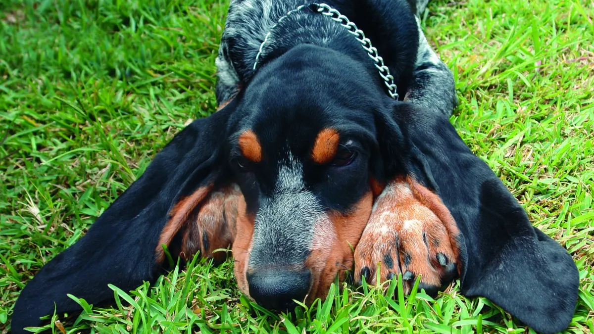 Grand bleu de Gascogne : tout ce qu'il faut savoir sur cette race de chien !