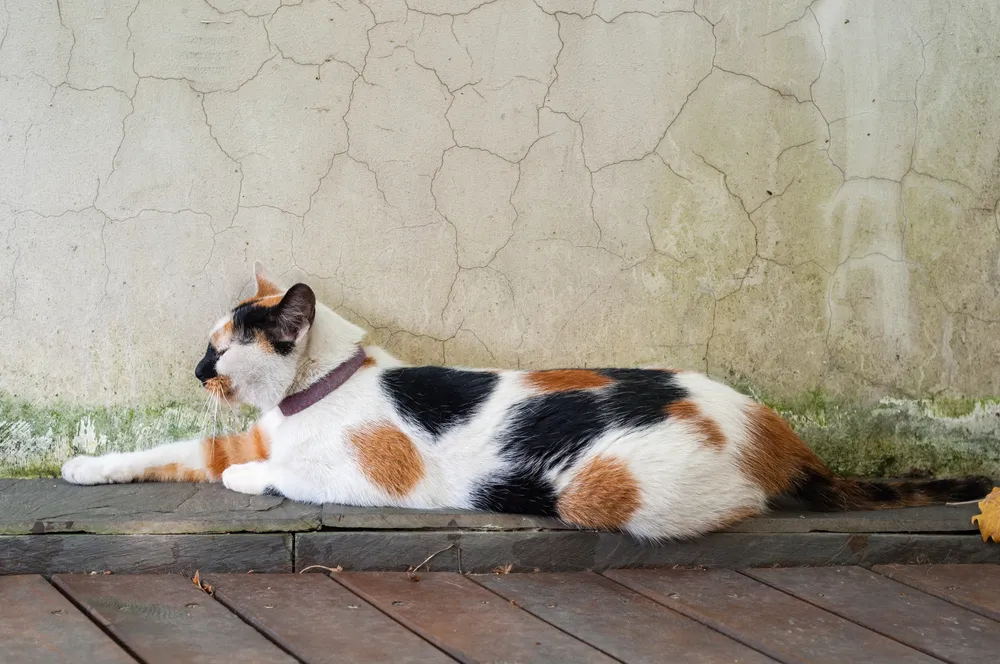 Chat calico : tout savoir sur ce chat tricolore