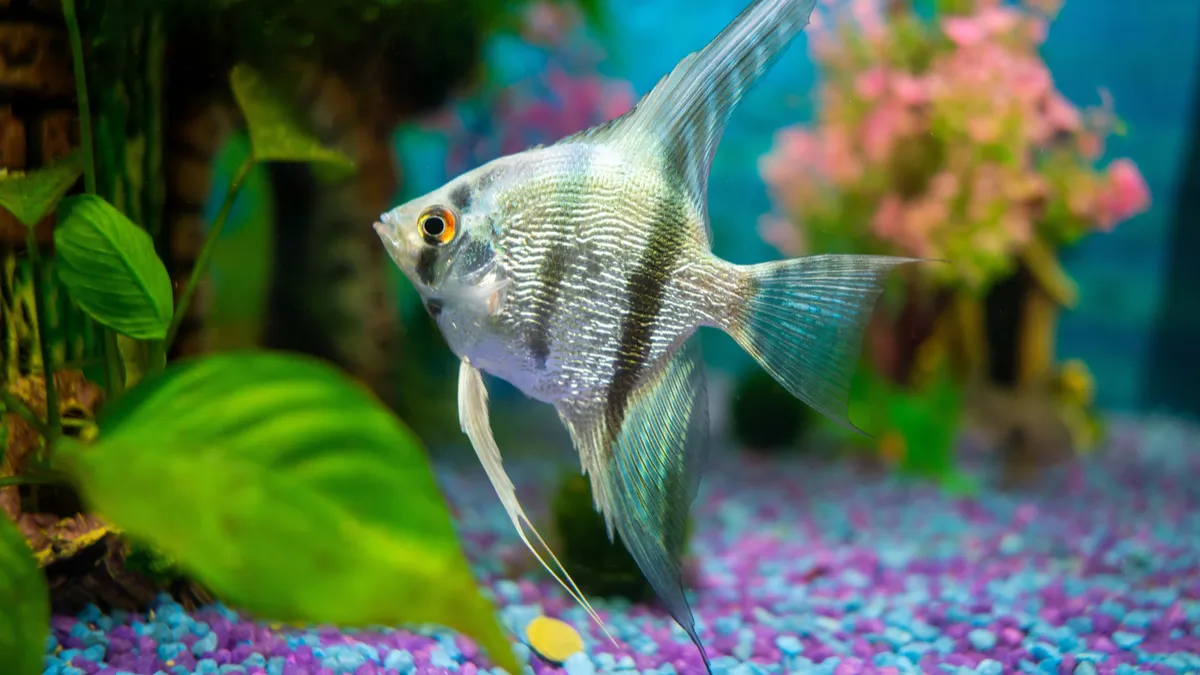 Cichlidés : quels sont ces poissons appréciés des aquariophiles ?