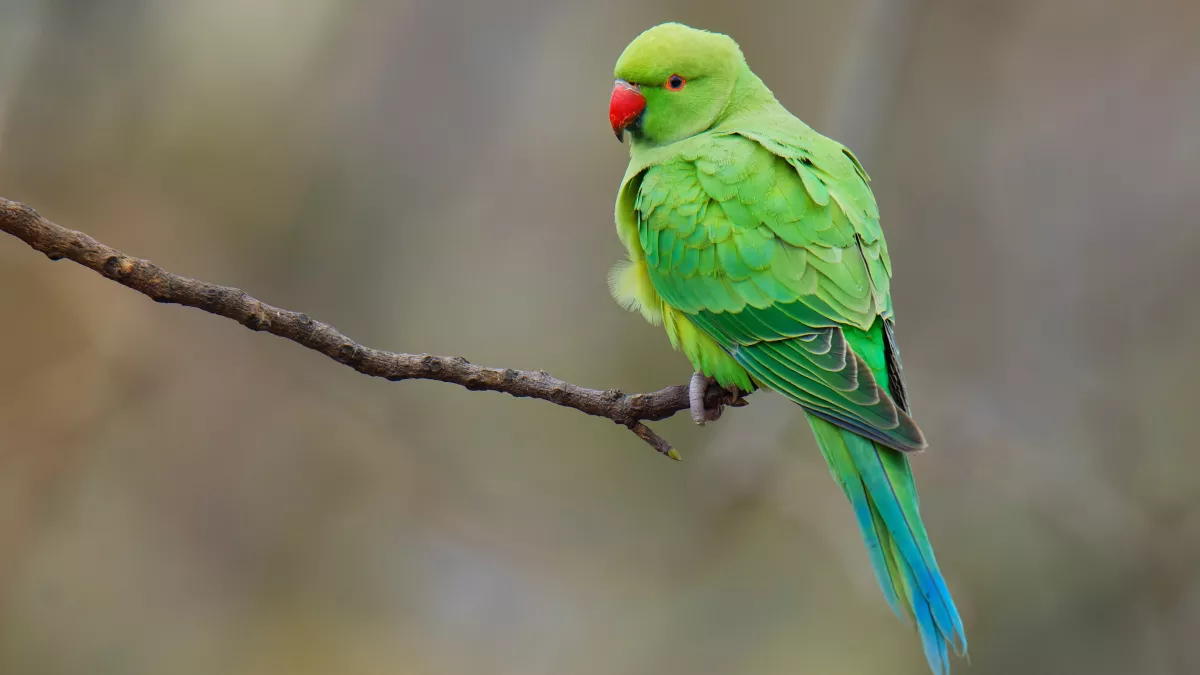 Perruche verte : tout savoir sur cette perruche à collier