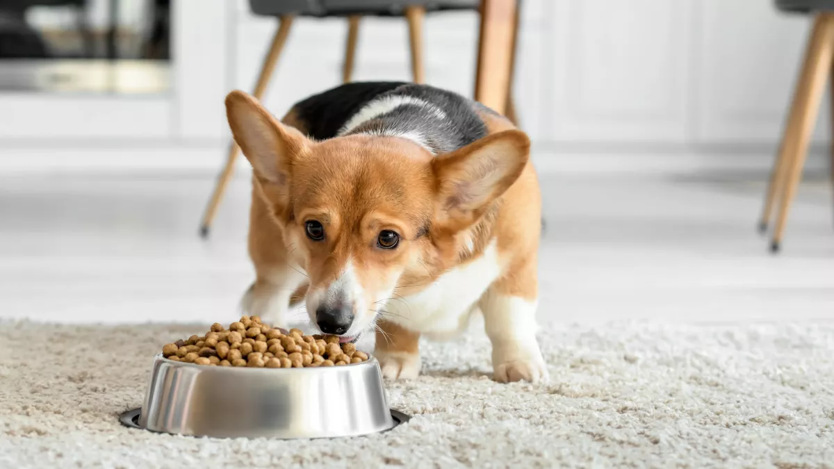 Polyphagie chez le chien : qu'est-ce que c'est ?  