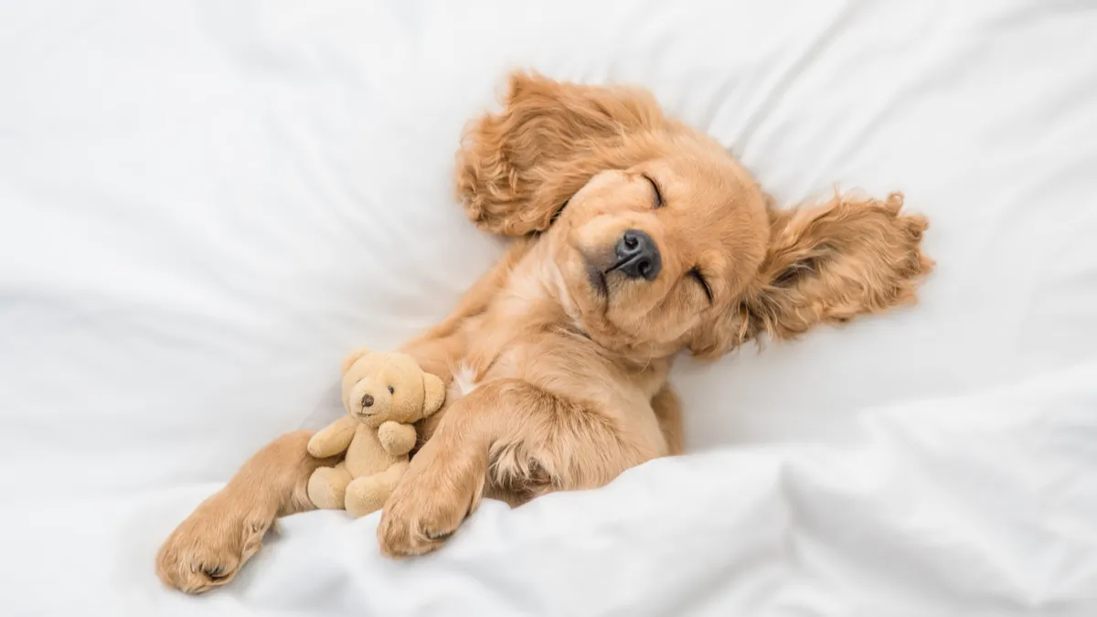 Pourquoi certains chiens dorment sur le dos, les pattes en l'air ?