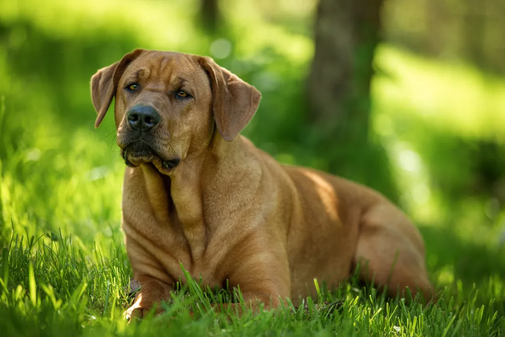 Broholmer : tout savoir sur cette race de chien