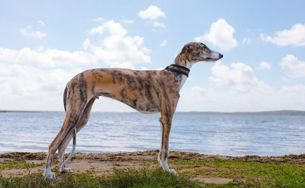 Galgo : tout savoir sur le lévrier espagnol