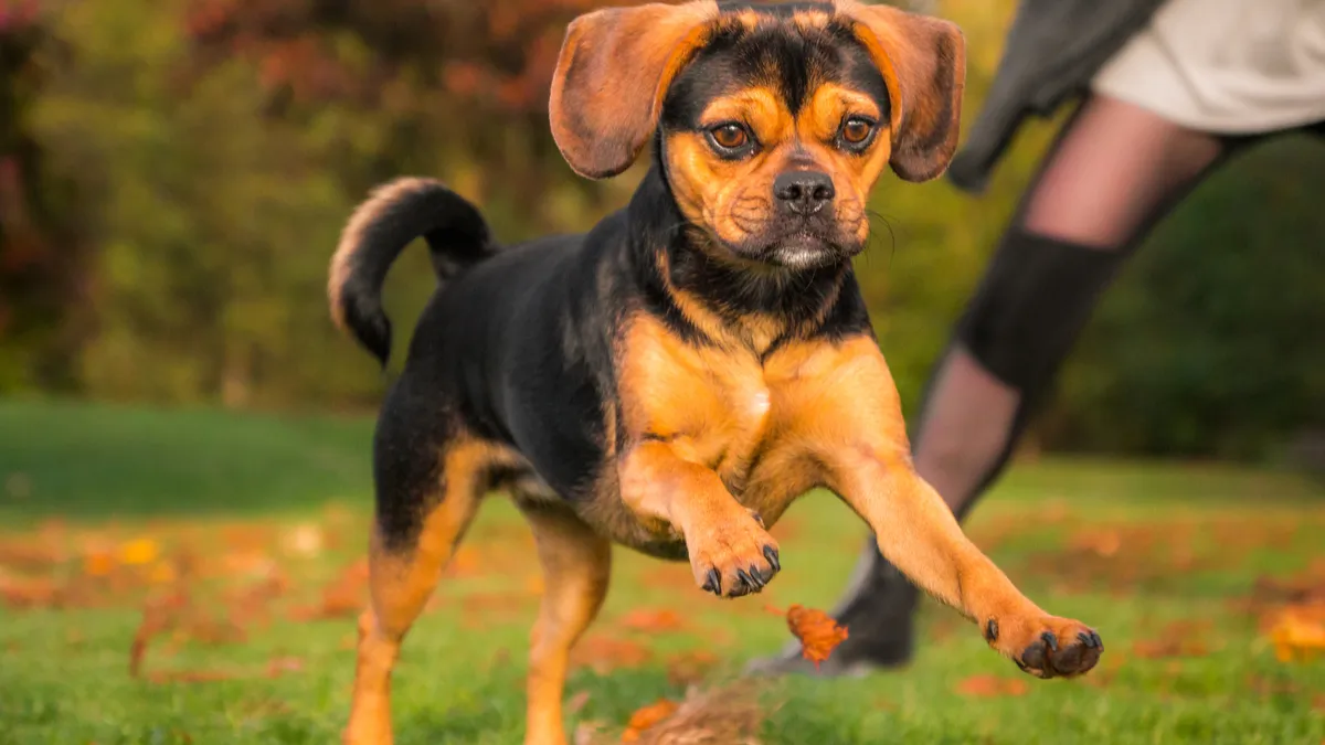 Puggle : tout savoir sur cette race de chien