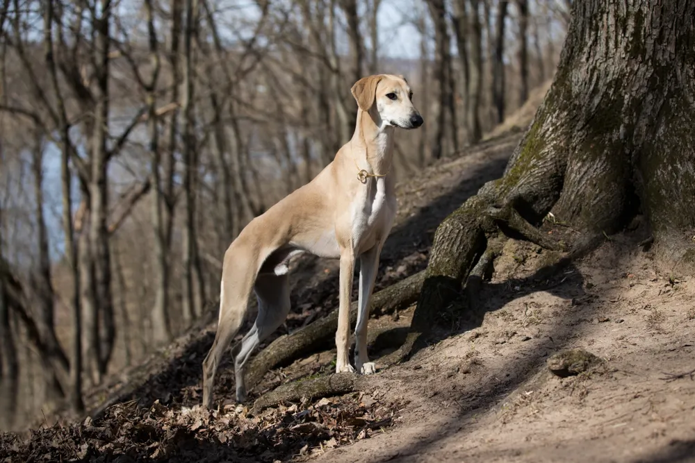 Sloughi : éducation, comportement, santé de cette race de chien