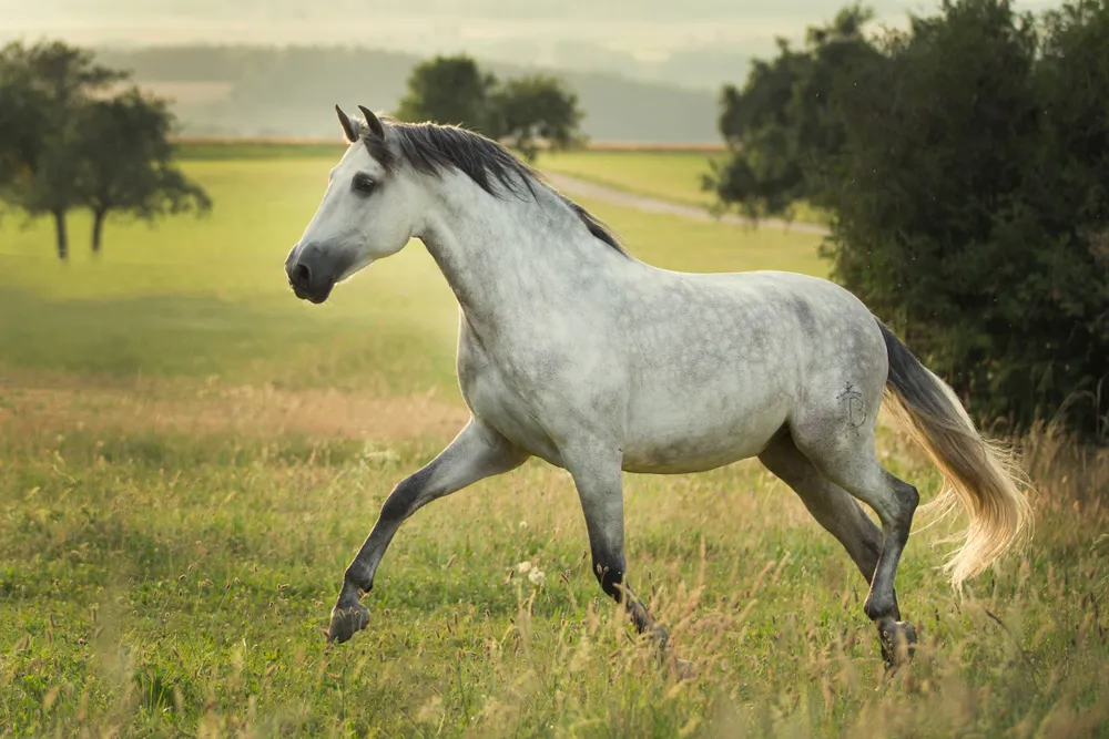 Lusitanien : tout savoir sur cette race de cheval