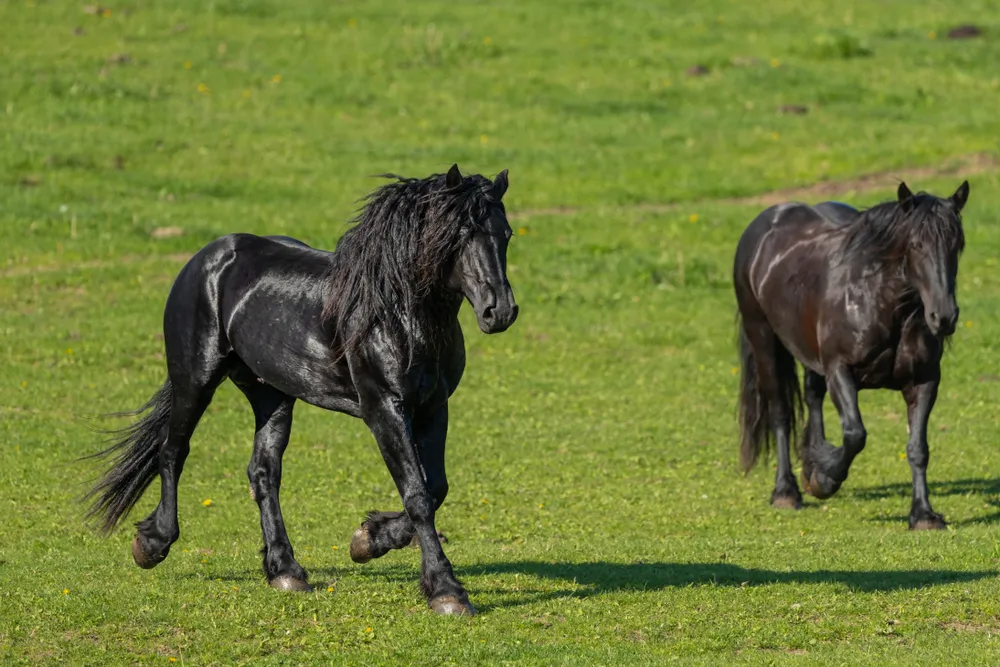 Mérens : tout savoir sur cette race de cheval