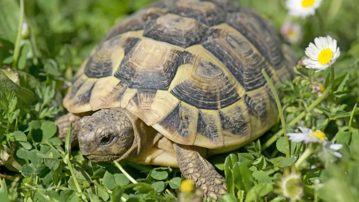 Tortue Hermann : environnement, alimentation, espérance de vie