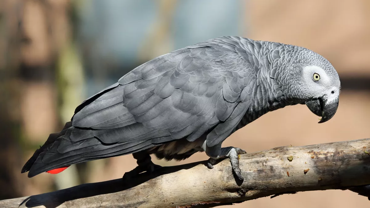 Perroquet gris du Gabon : éducation, espérance de vie, prix,