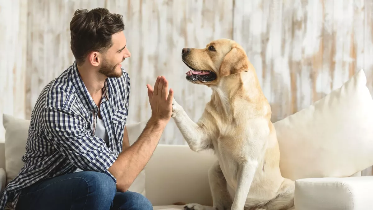 Comment votre chien détecte l’infidélité de votre partenaire ?