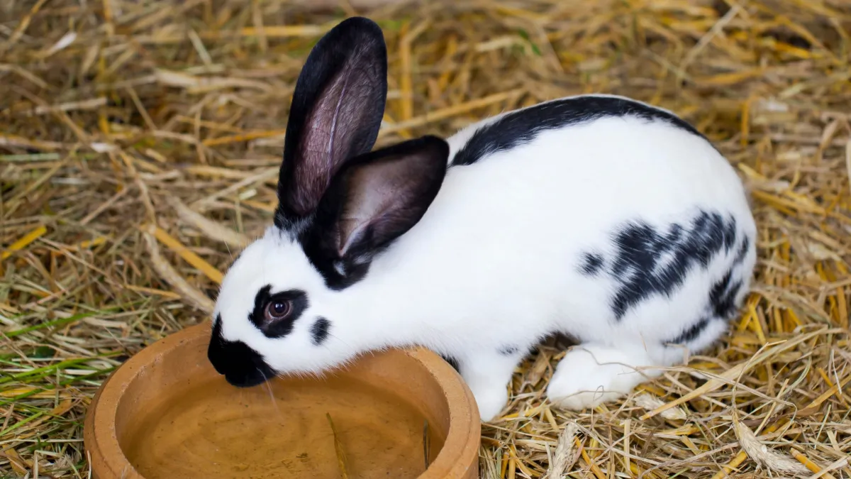 Lapin papillon : tout savoir sur ce lapin géant