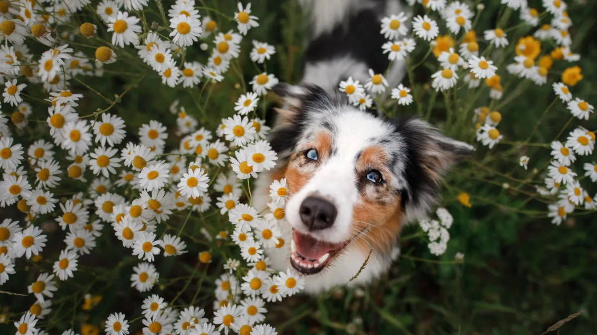 10 dangers du printemps pour son chien 