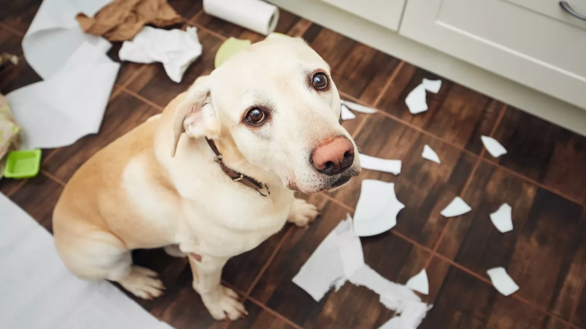 Vrai ou faux : mon chien sait-il qu'il a fait une bêtise ?