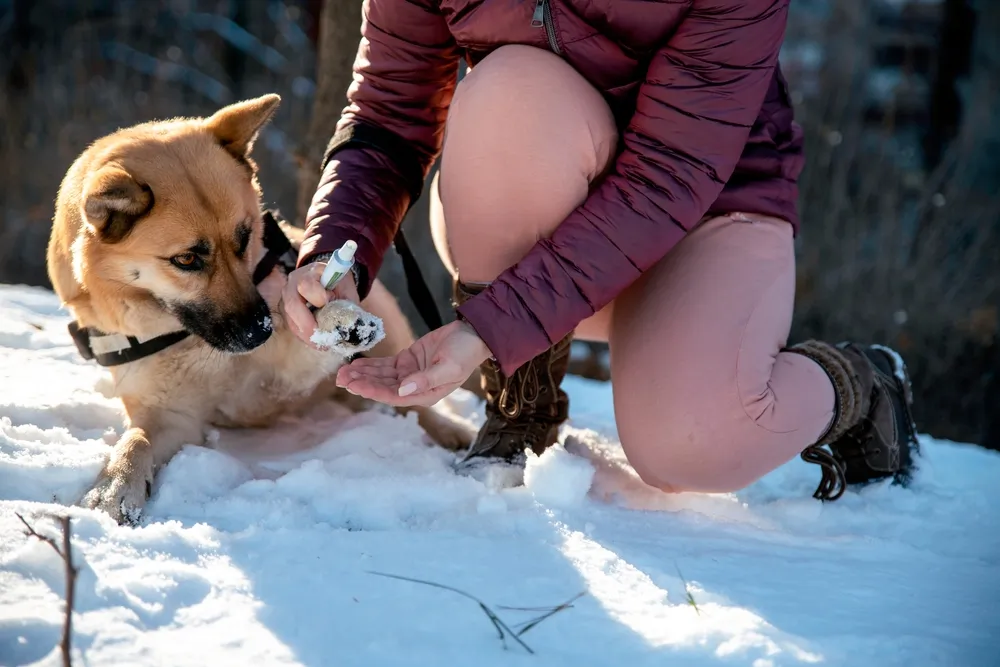 5 astuces pour protéger les coussinets de votre chien !