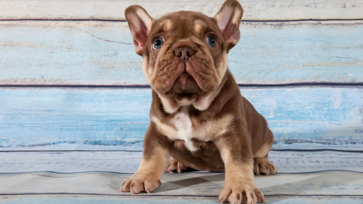 Voici pourquoi vous aimez autant les bouledogues !