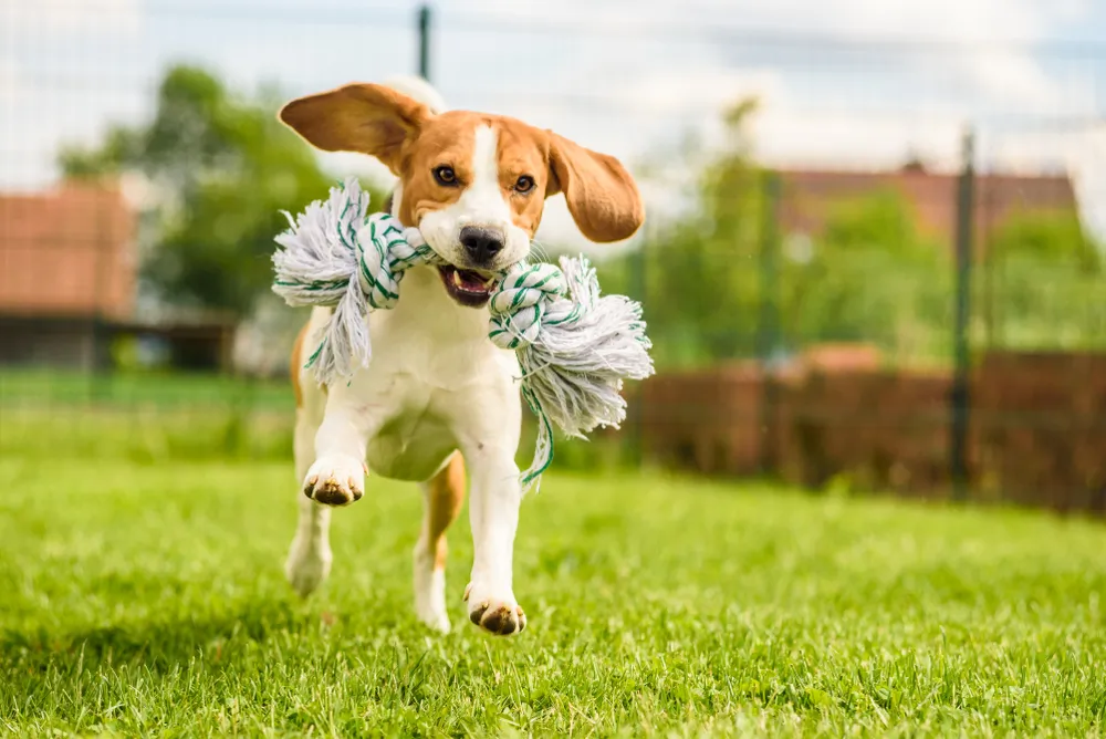 En quoi jouer avec son chien contribue-t-il à sa santé ?