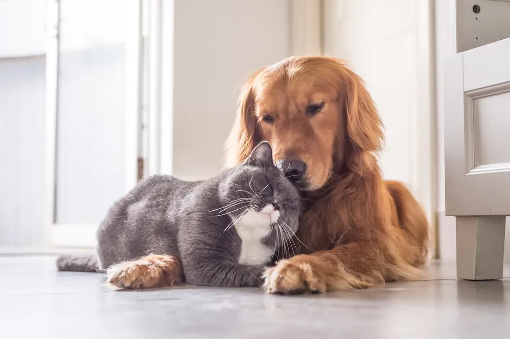 Chat ou chien : quel est l'animal de compagnie préféré des Français ?