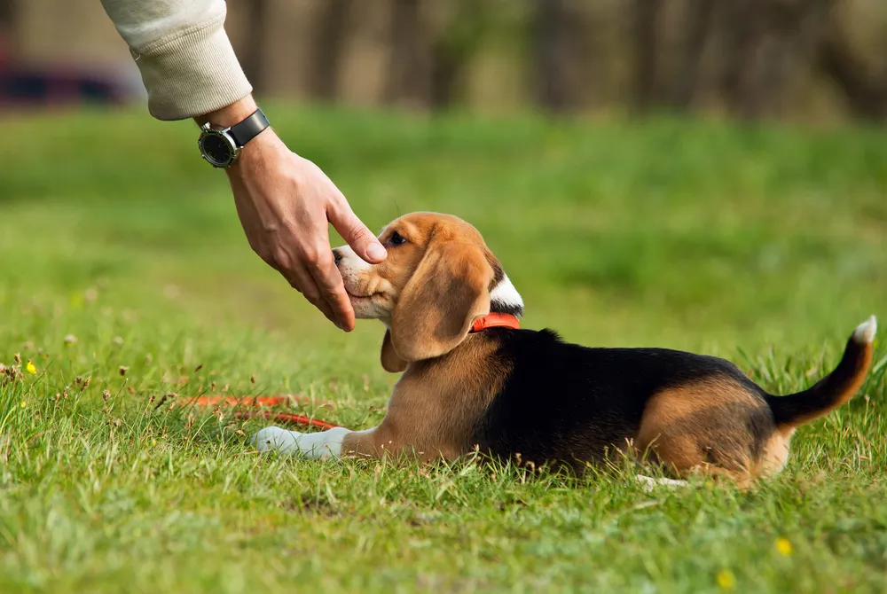 Vrai ou faux : les chiens peuvent sentir le cancer ?