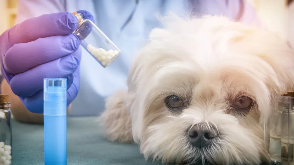 6 remèdes homéopathiques pour les chiens