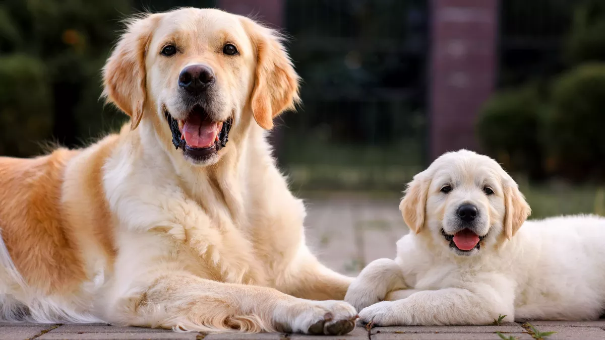 Âge d'un chien : comment le calculer ?