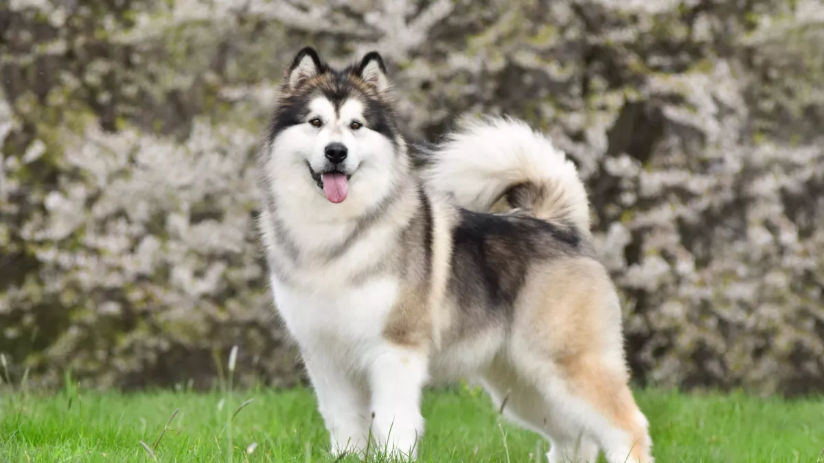 Alaskan malamute