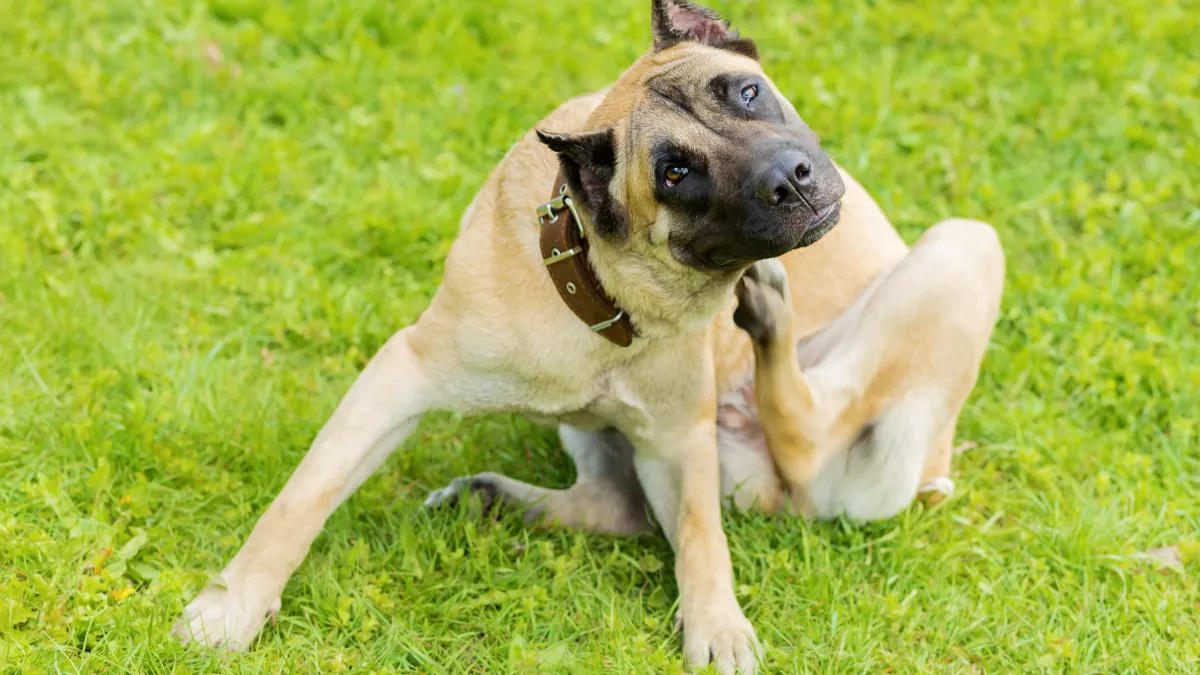 6 symptômes d'une allergie chez le chien