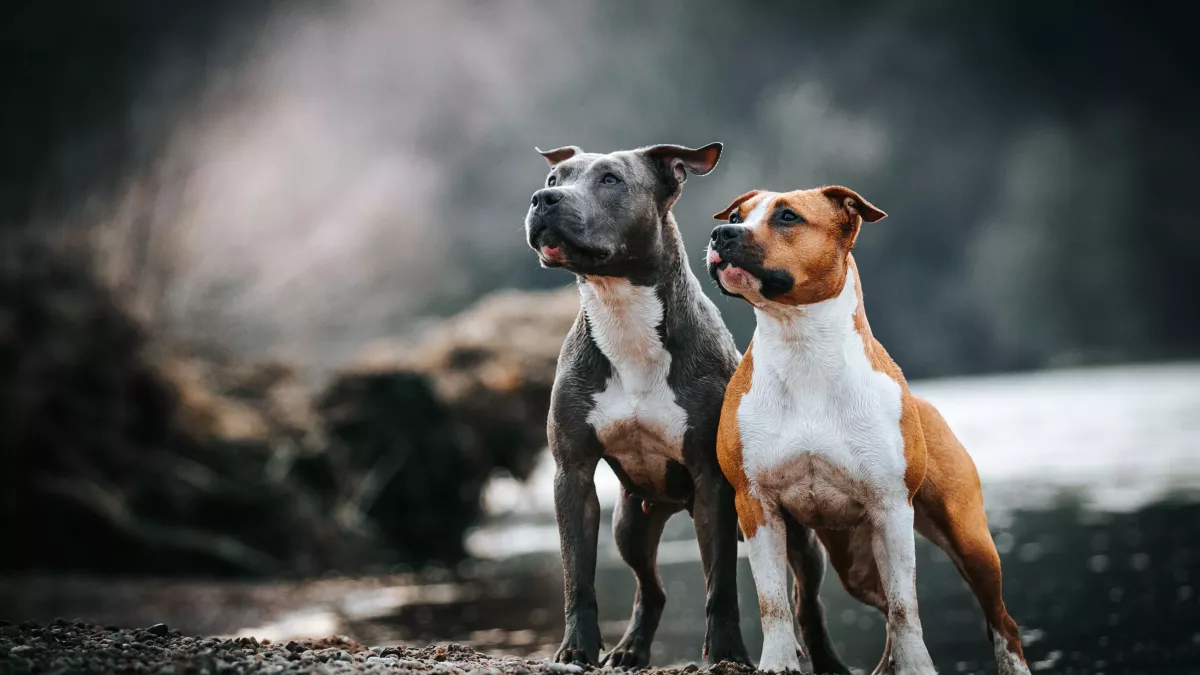 American staffordshire terrier