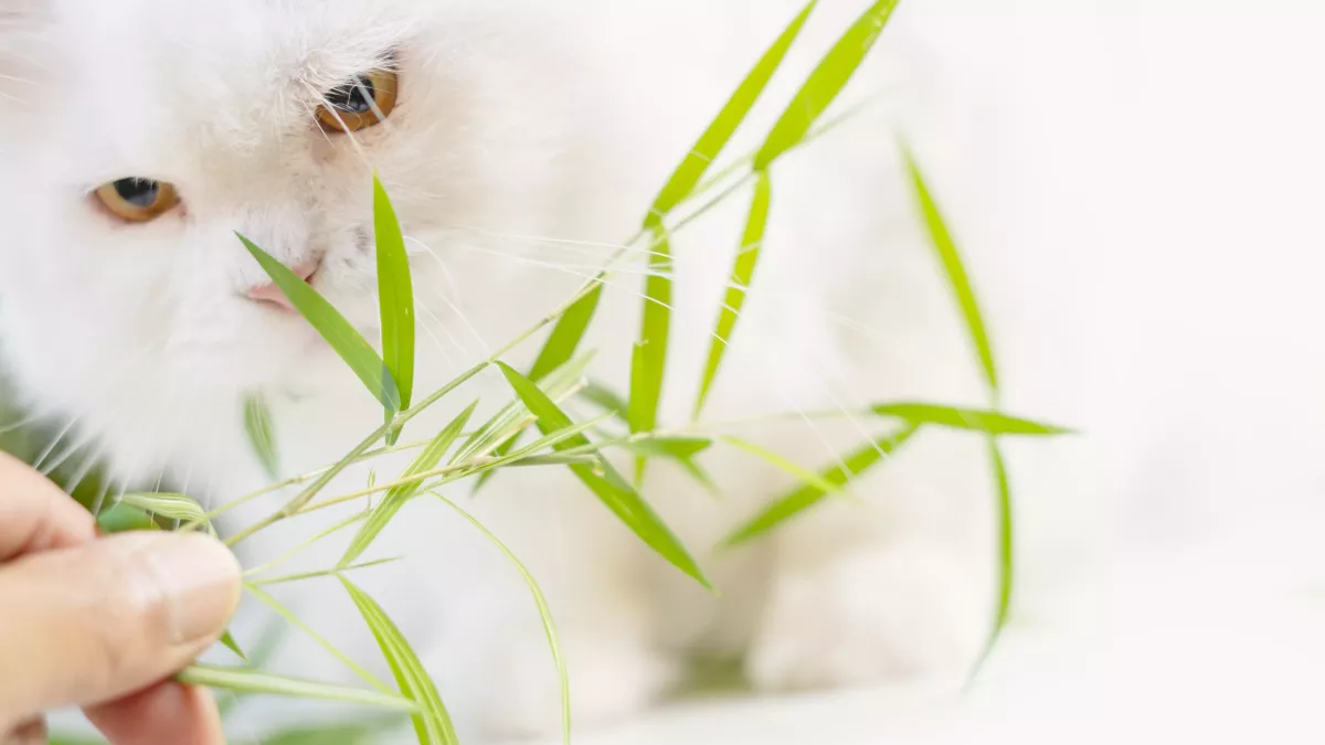 5 anti-vomitifs naturels pour chien 