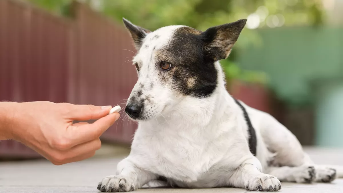 Arthrose du chien