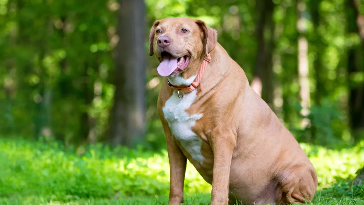 5 conseils pour faire maigrir un chien