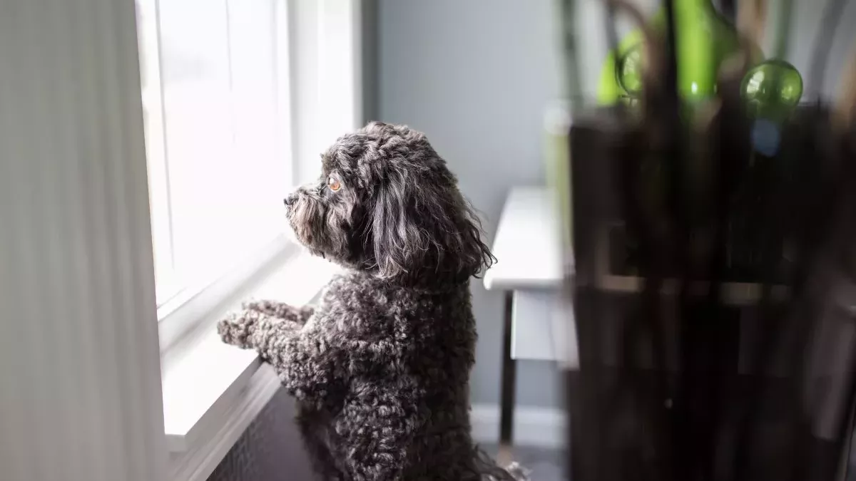 Combien de temps un chien peut-il rester seul ?