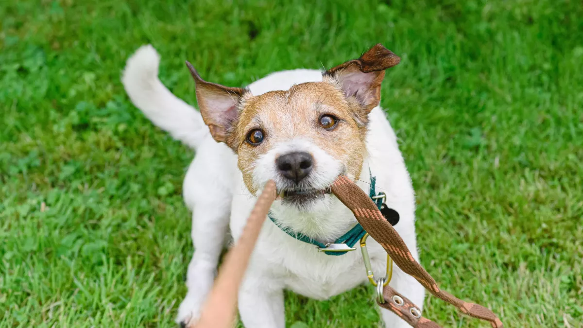 5 remèdes naturels pour lutter contre le stress du chien