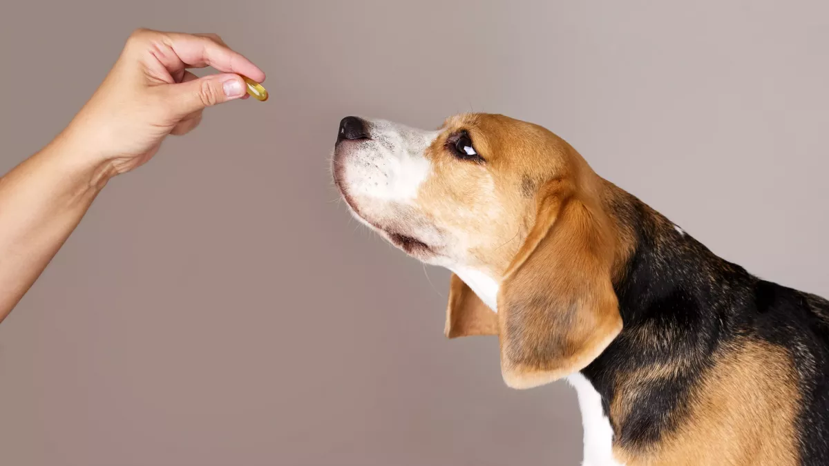 5 conseils pour administrer un médicament à son chien sereinement