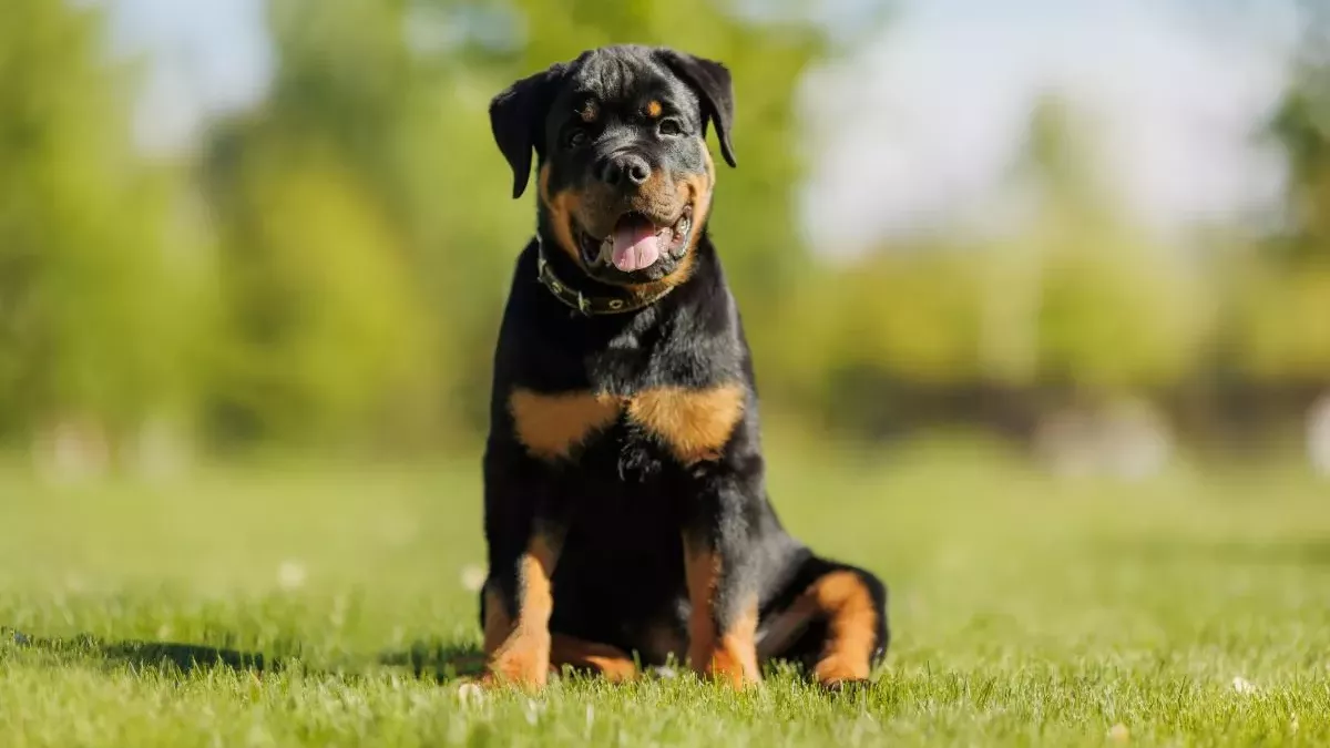 Rottweiler