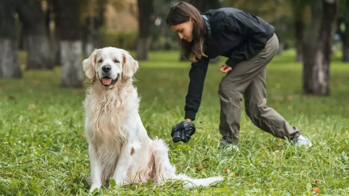 Sang dans les selles du chien