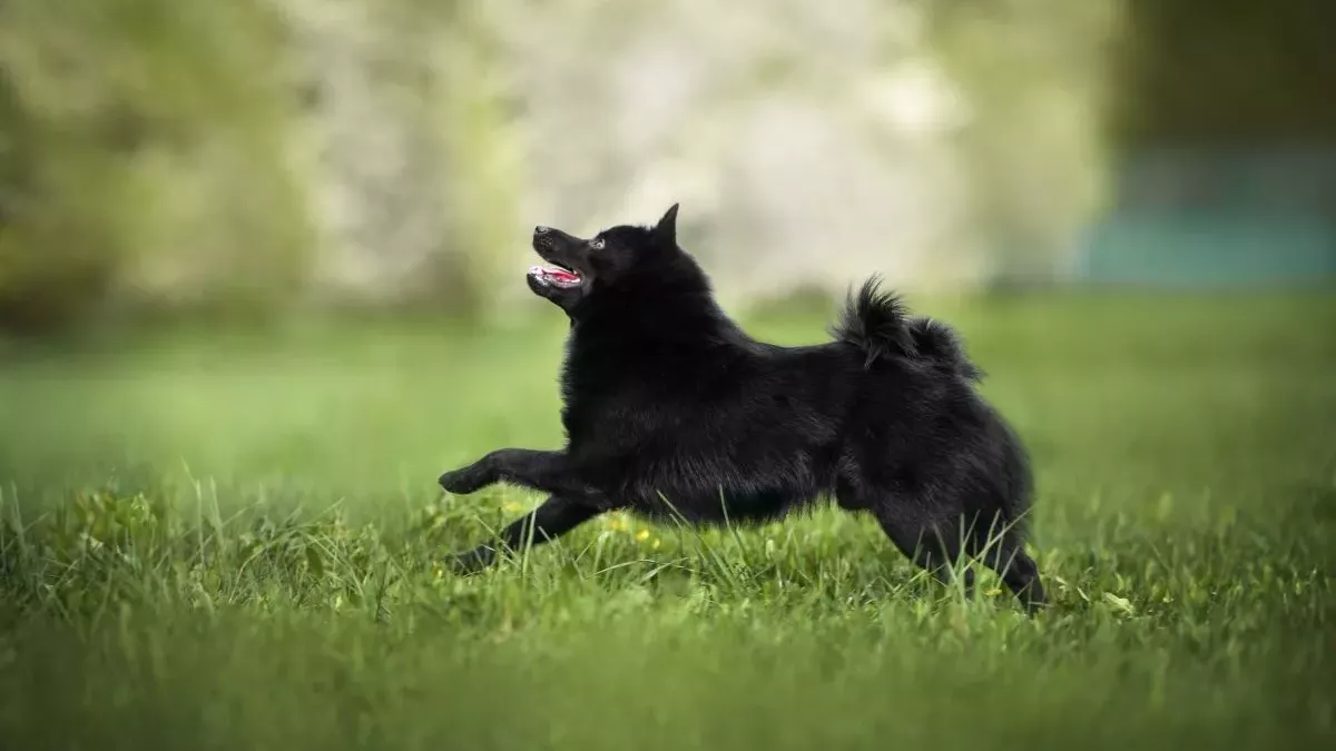 Schipperke