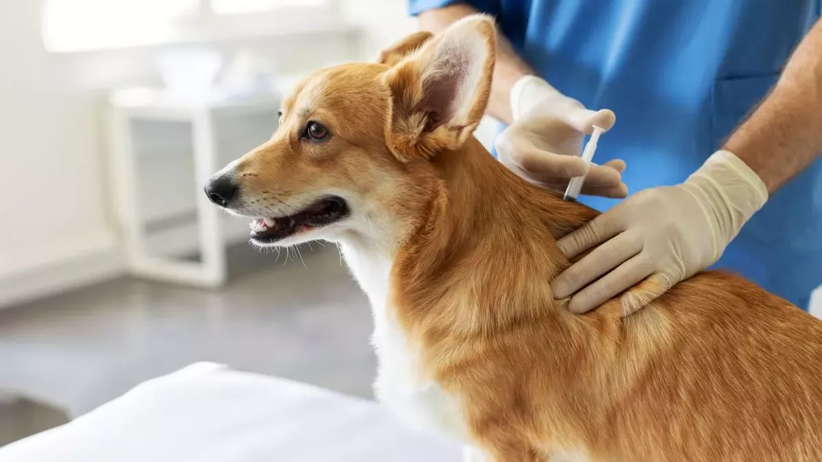 Vaccins pour chien