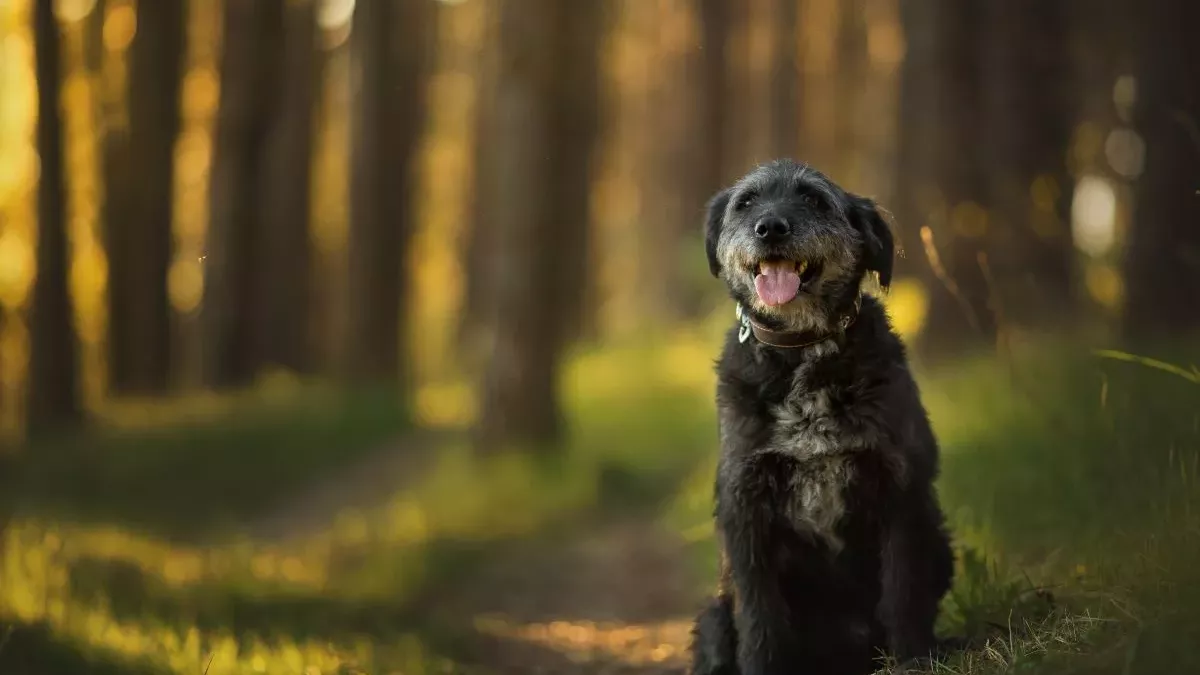 Vieux chien