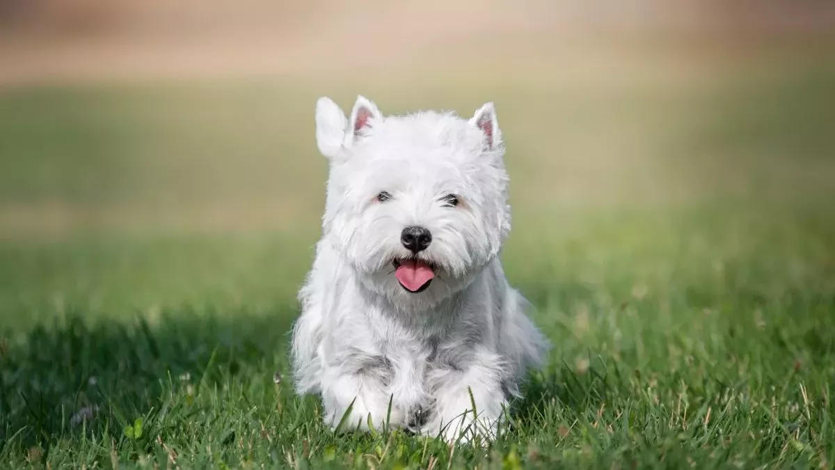 Westie