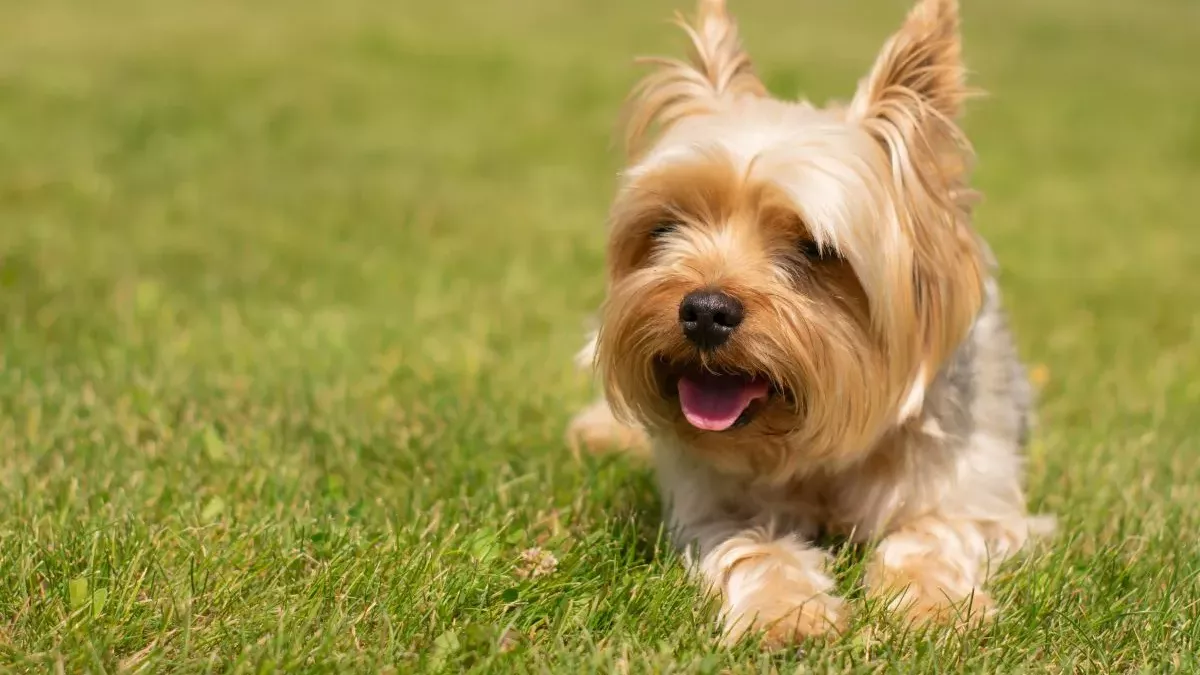 Yorkshire Terrier