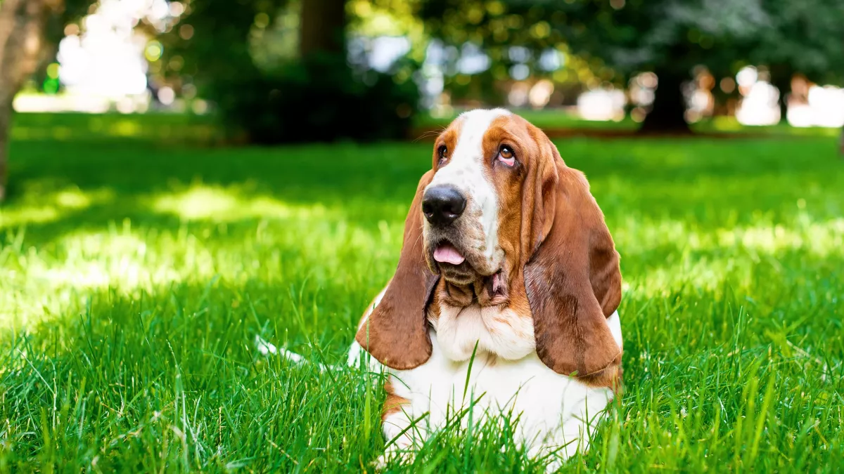 Basset Hound