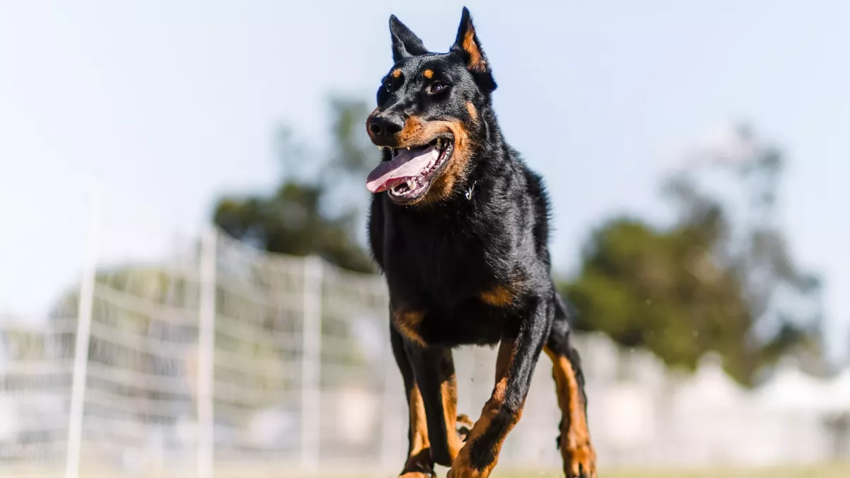 Beauceron