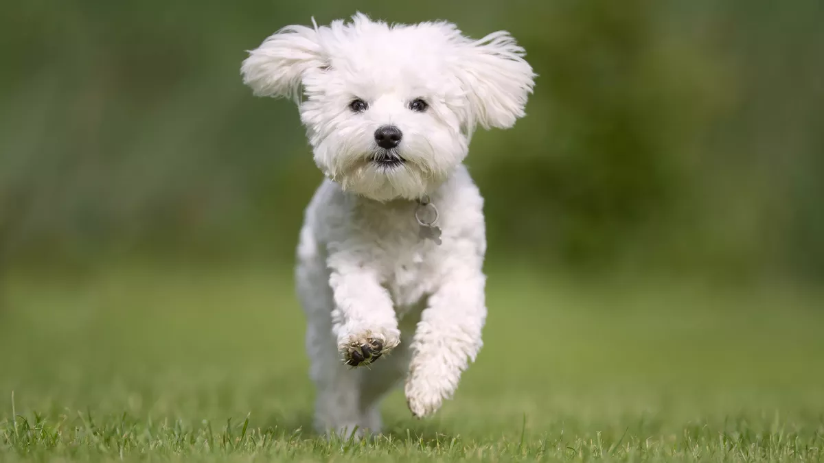 Bichon Maltais