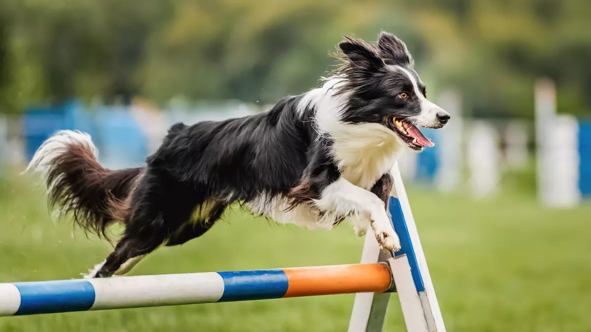 Border Collie