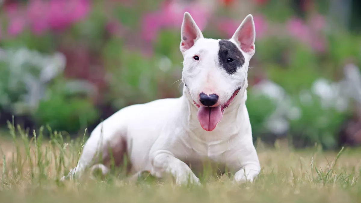 Bull Terrier