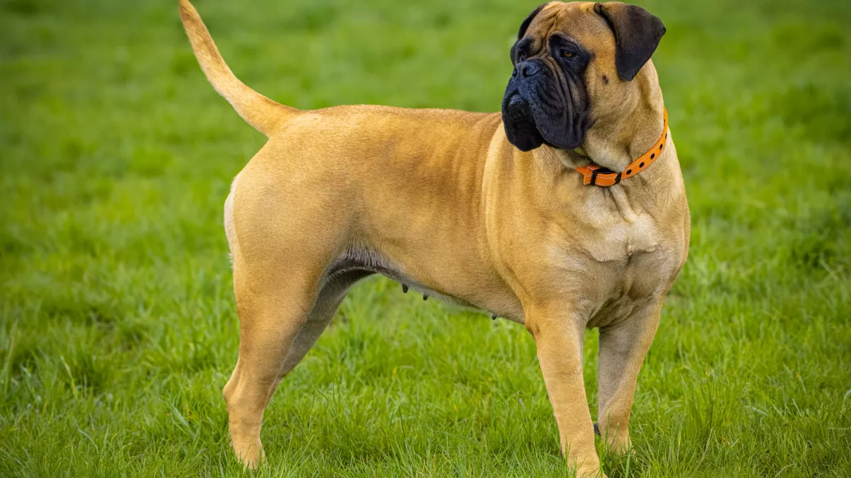 Bullmastiff